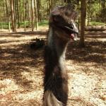 Newcastle - Blackbutt Reserve 